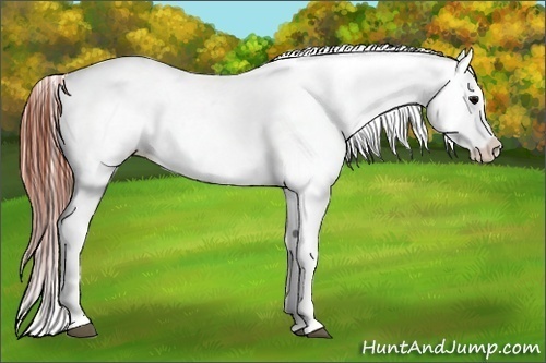 Horse Color:Brown Frame Appaloosa