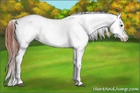 Horse Color:Brown Frame Appaloosa 