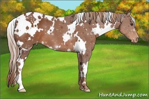 Horse Color:White Spotted Chestnut Appaloosa 