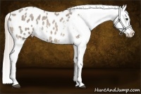 Horse Color:Chocolate Palomino Roan Splash Blanket Rabicano