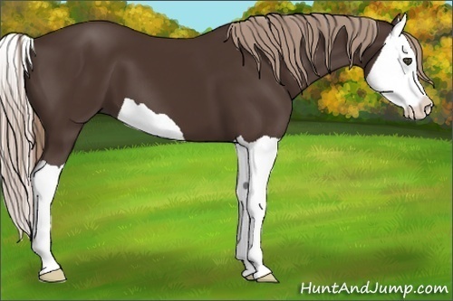 Horse Color:Liver Chestnut Splash 
