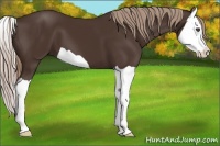 Horse Color:Liver Chestnut Splash
