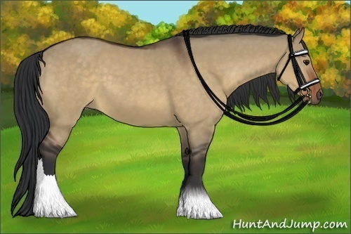 Horse Color:Brown Dun 