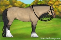 Horse Color:Brown Dun 