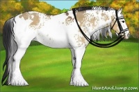 Horse Color:White Spotted Brown Dun