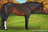 Horse Color:Brown 