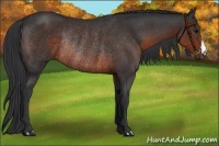 Horse Color:Brown Rabicano 