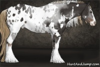 Horse Color:White Spotted Liver Chestnut Sabino Blanket 