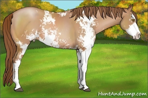 Horse Color:Brown Pearl Sabino
