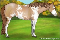 Horse Color:Brown Pearl Sabino