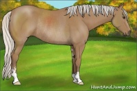 Horse Color:Silver Buckskin Sabino Rabicano 