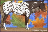 Horse Color:Liver Chestnut Appaloosa 