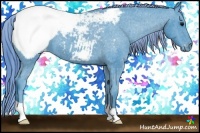 Horse Color:Watercolor Black Appaloosa 