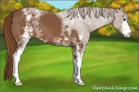 Horse Color:White Spotted Chestnut Sabino