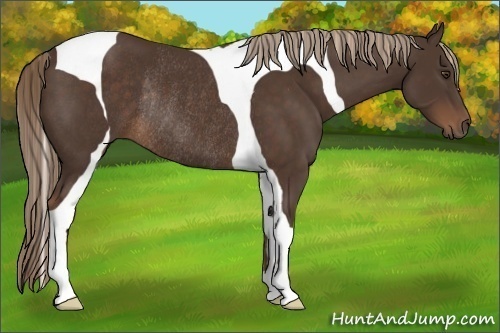 Horse Color:Liver Chestnut Tobiano Rabicano 