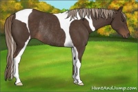 Horse Color:Liver Chestnut Tobiano Rabicano 