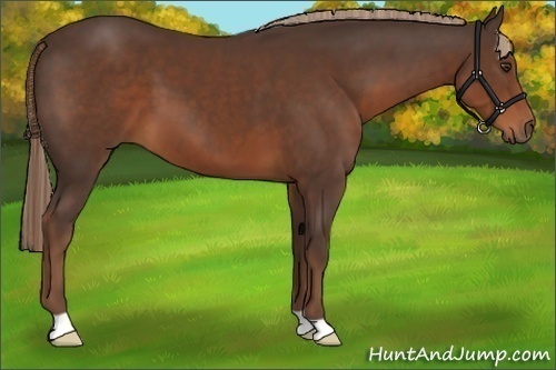 Horse Color:Liver Chestnut 