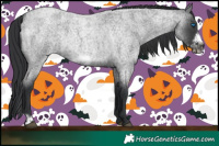 Horse Color:Blue Roan Frame Rabicano 