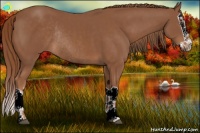 Horse Color:Chestnut Splash Rabicano 