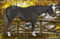 Horse Color:Liver Chestnut 