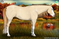 Horse Color:Gold Champagne Roan Dun Splash 