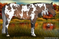 Horse Color:White Spotted Buckskin 