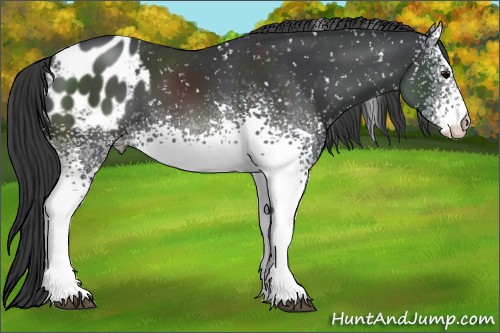 Horse Color:White Spotted Black Blanket