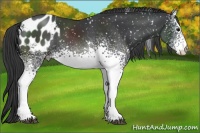 Horse Color:White Spotted Black Blanket