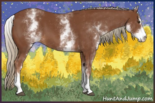 Horse Color:White Spotted Chestnut Sabino 