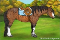 Horse Color:Brown and Buckskin