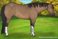 Horse Color:Bay Dun
