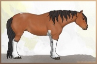 Horse Color:Bay Roan Tobiano