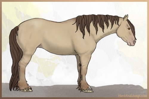 Horse Color:Classic Champagne Dun 