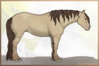 Horse Color:Classic Champagne Dun 