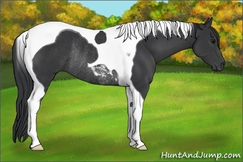 Horse Color:Black Tobiano Rabicano 