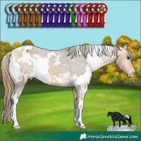 Horse Color:White Spotted Buckskin Appaloosa