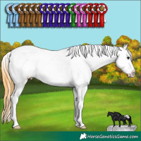 Horse Color:White Spotted Buckskin Appaloosa 