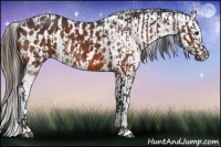 Horse Color:Bay  and Bay Appaloosa 