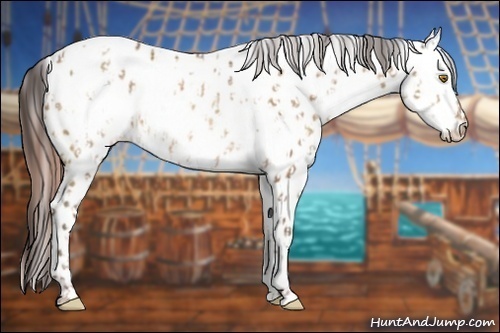 Horse Color:Sable Champagne Appaloosa  and Amber Champagne Appaloosa 