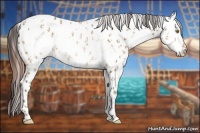 Horse Color:Sable Champagne Appaloosa  and Amber Champagne Appaloosa 