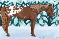 Horse Color:Chestnut Blanket 