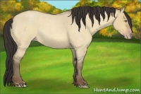 Horse Color:Amber Champagne Roan Dun