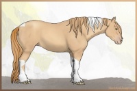 Horse Color:Gold Champagne Tobiano 