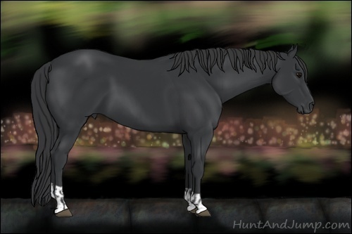 Horse Color:Black  and Black 
