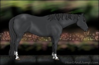 Horse Color:Black  and Black 