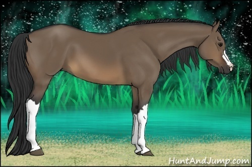 Horse Color:Brown Dun 
