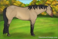 Horse Color:Bay Dun