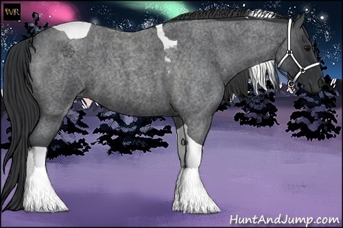 Horse Color:Blue Roan Tobiano 