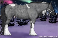 Horse Color:Blue Roan Tobiano 