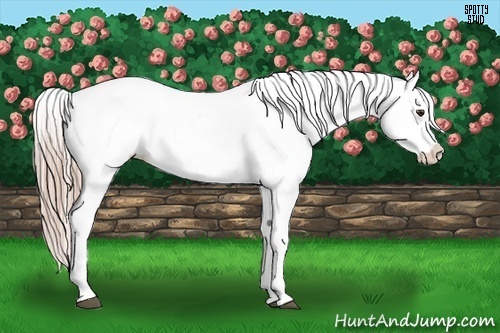 Horse Color:Chocolate Palomino Appaloosa